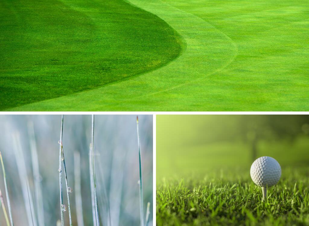 Understanding Golf Course Grass Genius Tips To Better Golf