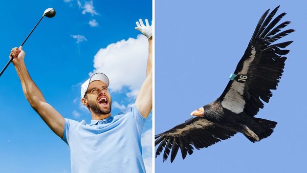 What is a Condor in Golf? Golfs Mythical Bird and Ultimate Challenge