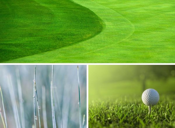 Understanding Golf Course Grass Types: Genius Tips To Better Golf